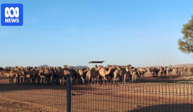 'Large bull camels weighing hundreds of kilos' move into NT communities