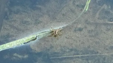 A light brown raft spider rests on a water reed as it makes it way across the surface of the pond.