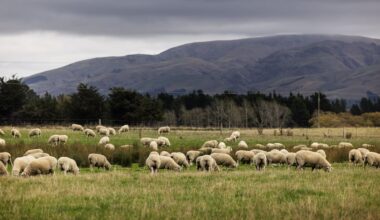 Wool sector overhaul: PGG Wrightson winds up Napier auction operations