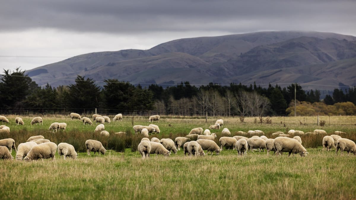 Wool sector overhaul: PGG Wrightson winds up Napier auction operations