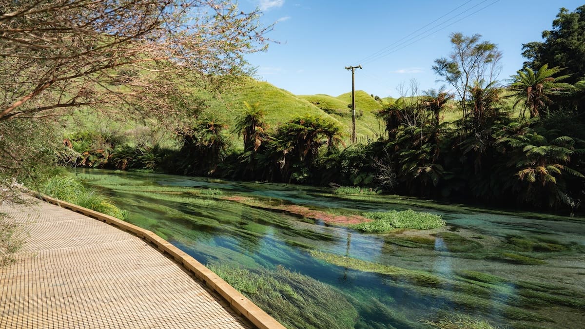 Blue Springs Te Waihou parking warning as drivers risk unsafe stops