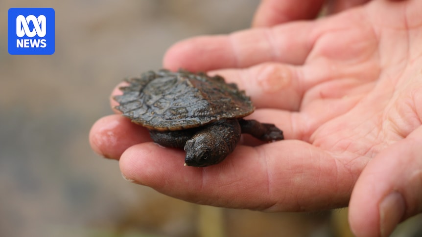 High hopes for endangered white-throated snapping turtle after record number of clutches