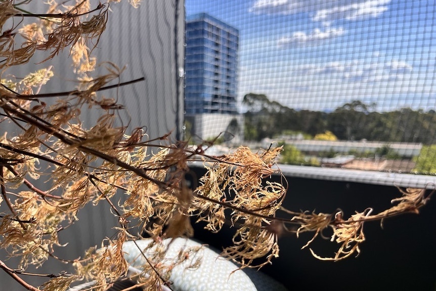 A view outside an aprtment window.