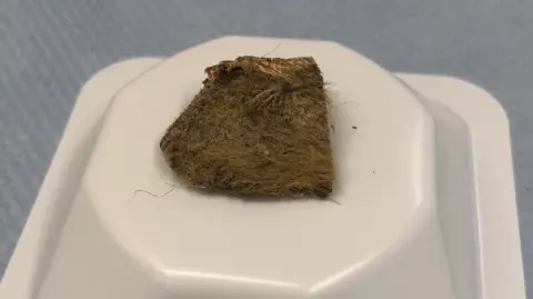 Cardiff University The fragment of woolly rhino found in the stomach of the ice age wolf