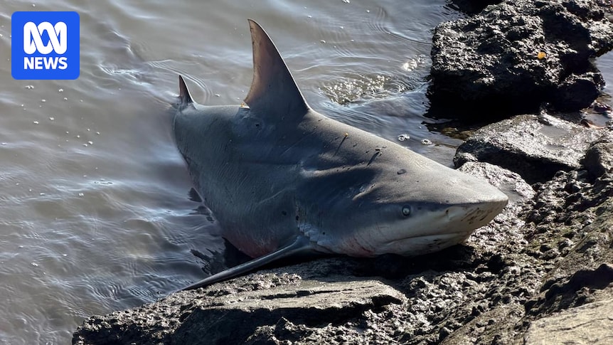 Video of bull shark washed up on Brisbane River bank sparks debate over AI technology
