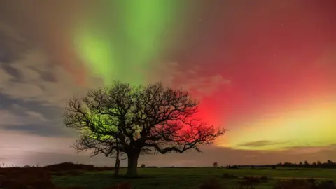 Hang Ross/BBC Weather Watchers Northern Lights seen in bursts of green, pink and yellow with a tree in the foreground in Lyndhurst, Hampshire, England.