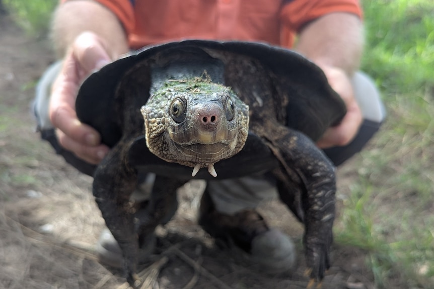 A person crouches holding a turtle up to the camera.