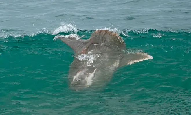 Mola mola in wave in north San Diego.