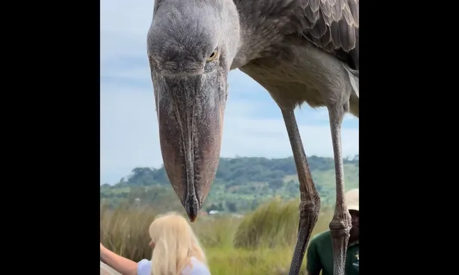 Prehistoric-looking shoebill on boat.