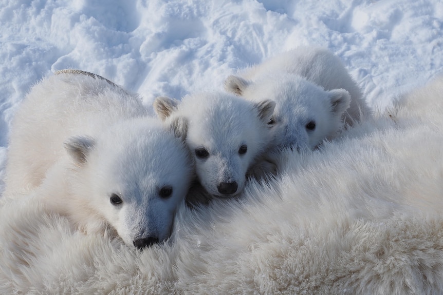Three polar bear cubs resting on their tranquilised mother.