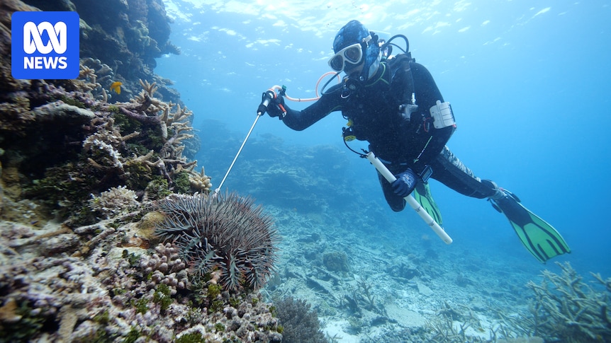 Worst crown-of-thorns starfish outbreak in decades emerging on Great Barrier Reef