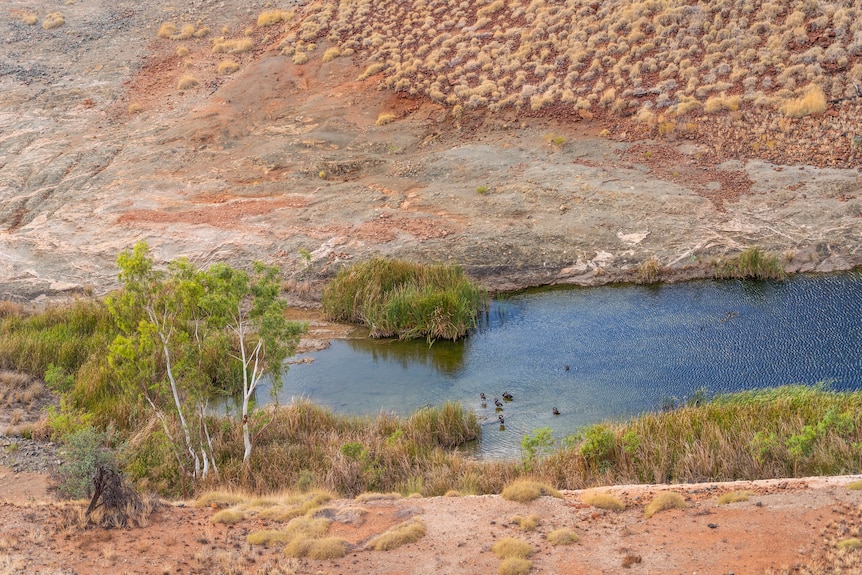 Red landscape with blue water with five or so black swans in it and greenery.