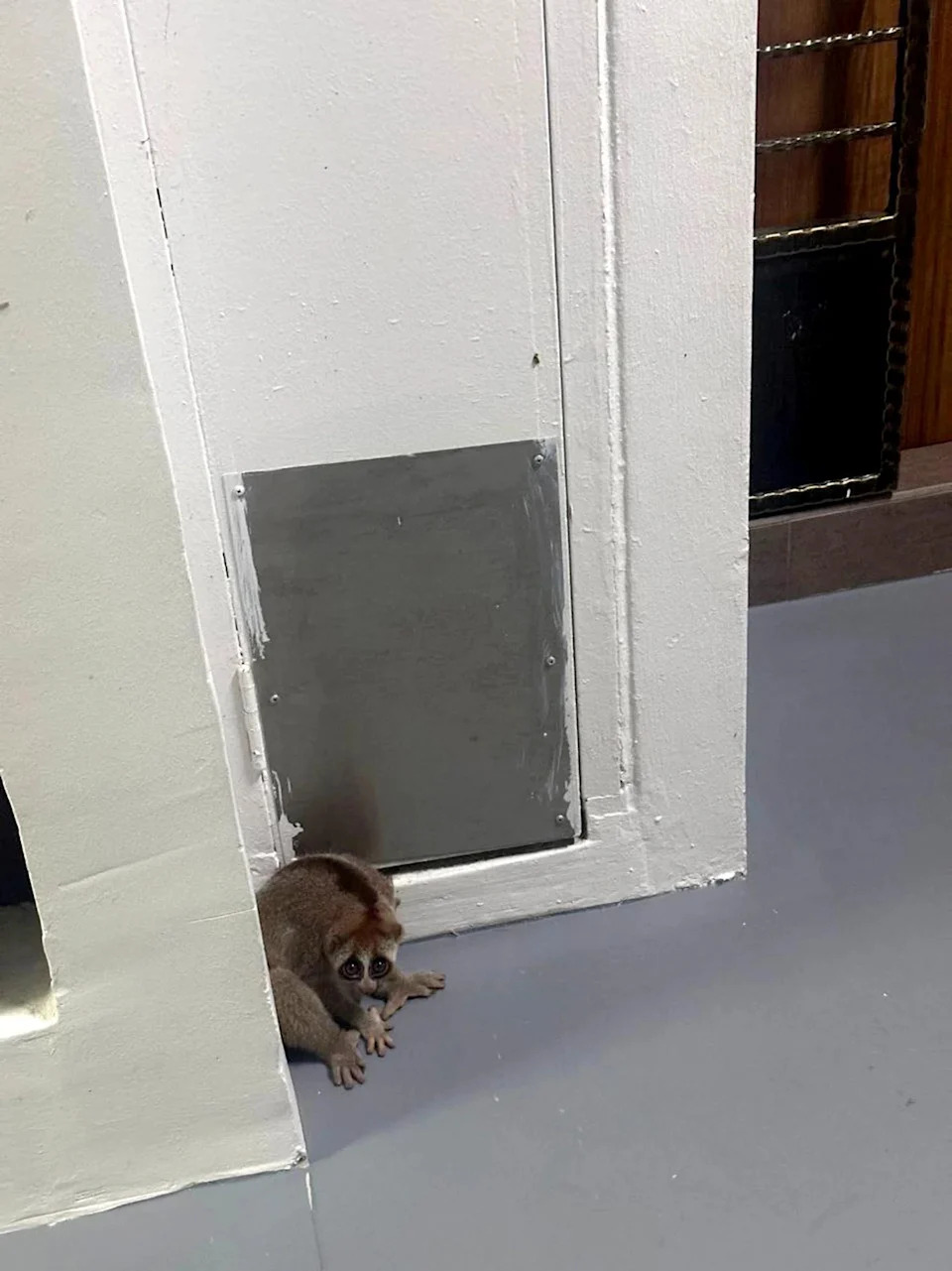 The rare, elusive animal was released back to the wild on the night of Jan 20, after it was cared for and had undergone a thorough health check.