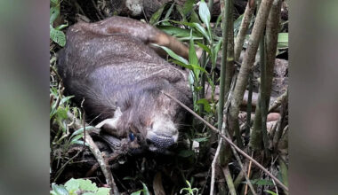 Rare sambar deer likely hit by vehicle dies of injuries near Dairy Farm area
