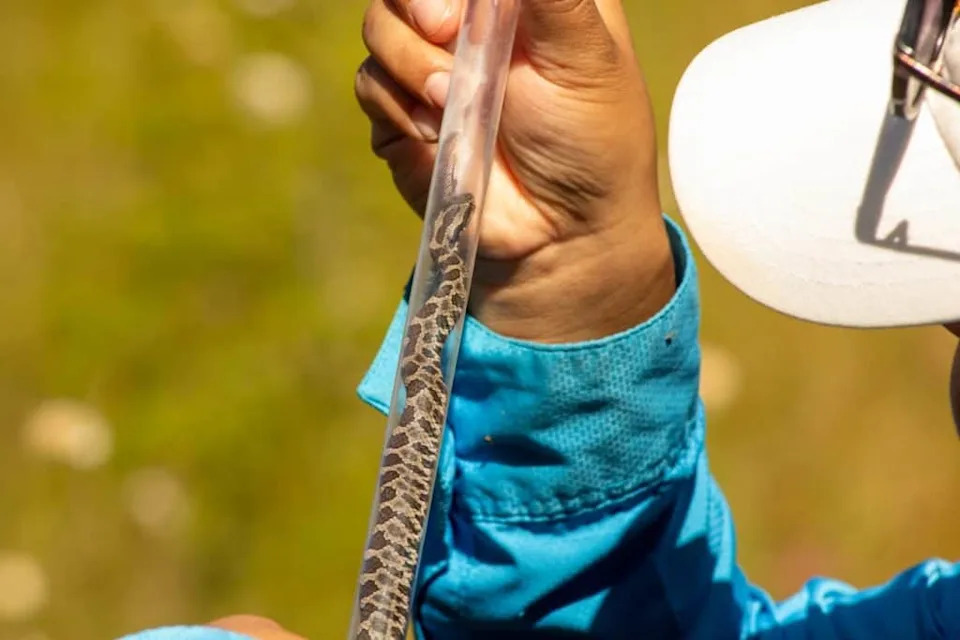 speckled snake facing upward in a clear tube held by someone wearing a longsleeved aqua shirt