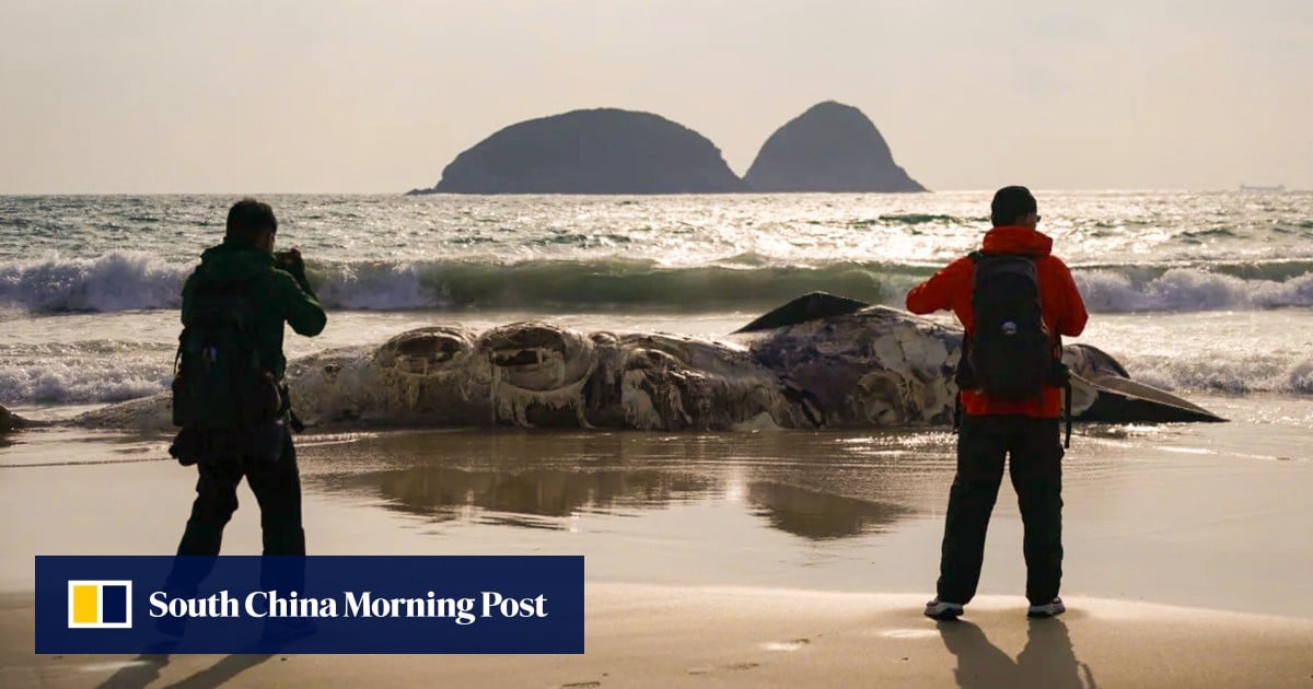 Discovery of badly decomposed whale carcass on Sai Kung beach triggers probe