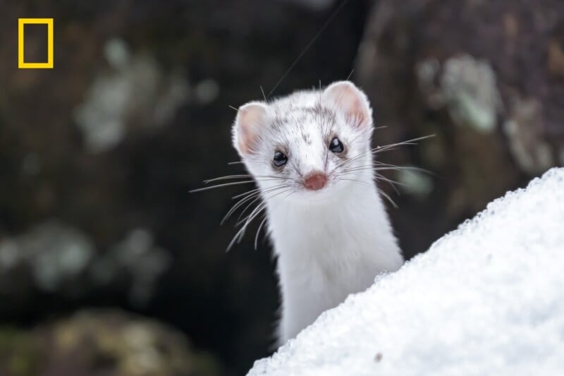 A white ermine with dark eyes and a pink nose peeks out from behind a snowbank with a blurred rocky background; a yellow National Geographic logo is in the top left corner.