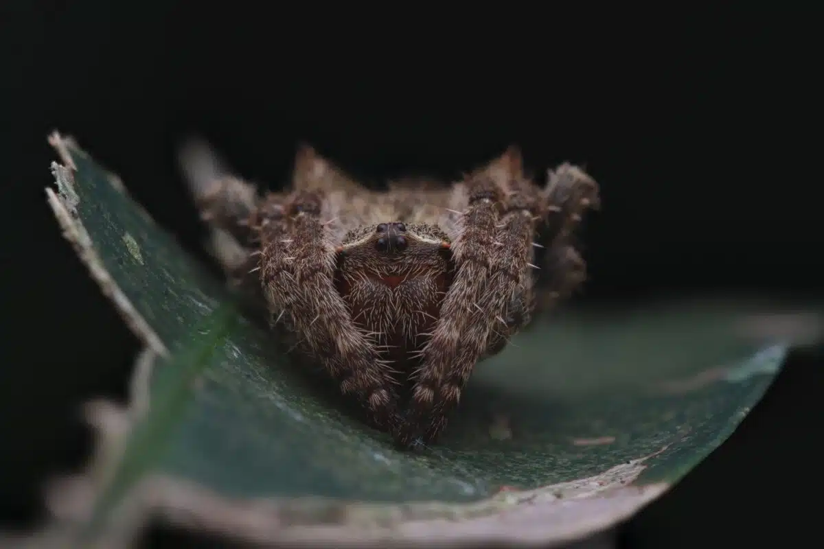 Darwin's,bark,spider,(caerostris,darwini),is,an,orb Weaver,spider,a