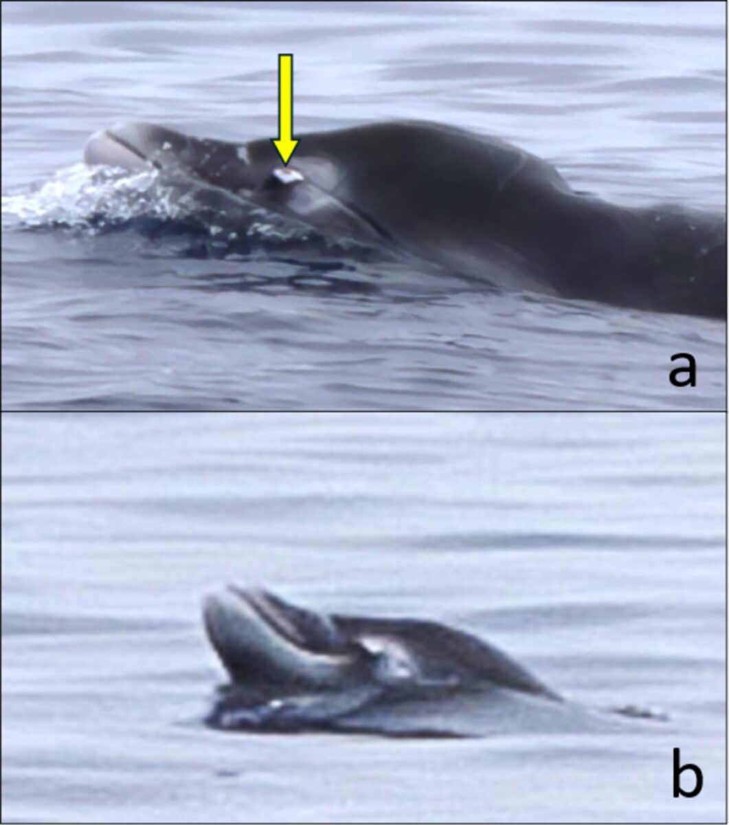 A Close Up Of The Adult Male Ginkgo Toothed Beaked Whale
