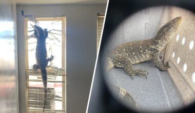 Giant lizard left behind inside vacant Alameda home – NBC Bay Area