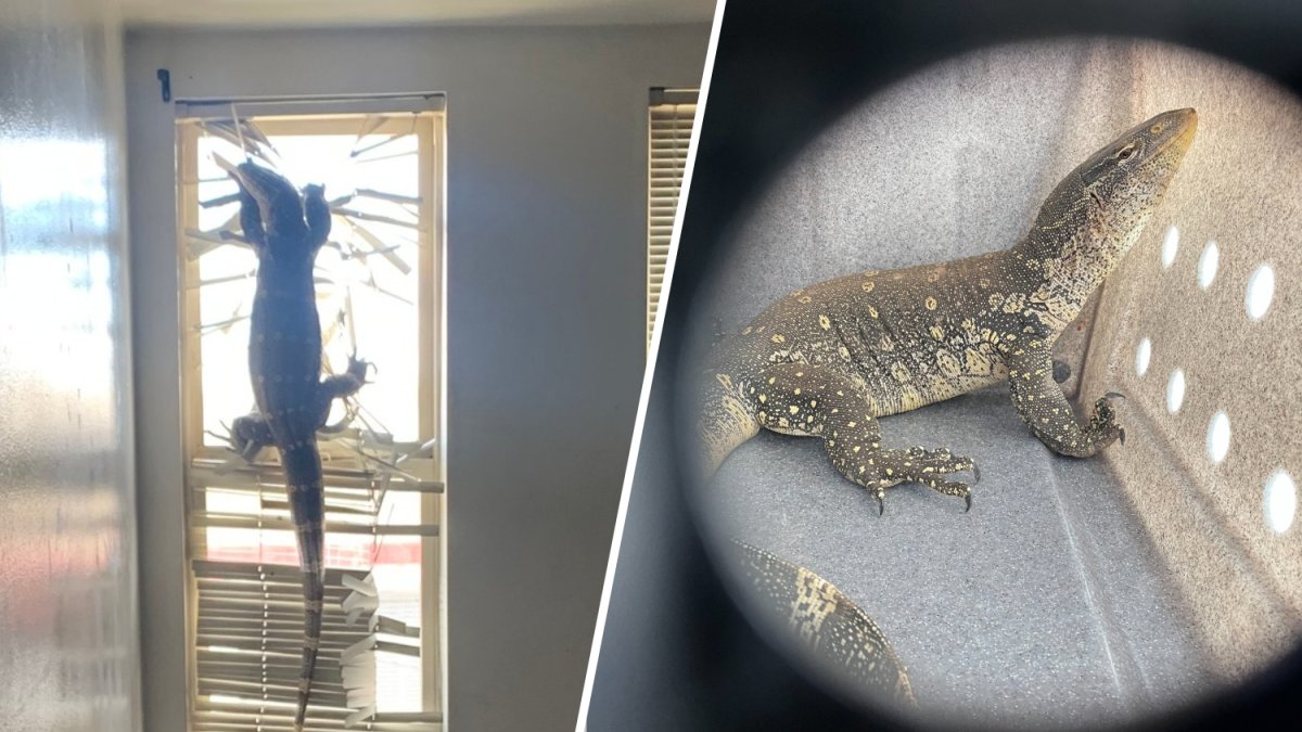 Giant lizard left behind inside vacant Alameda home – NBC Bay Area