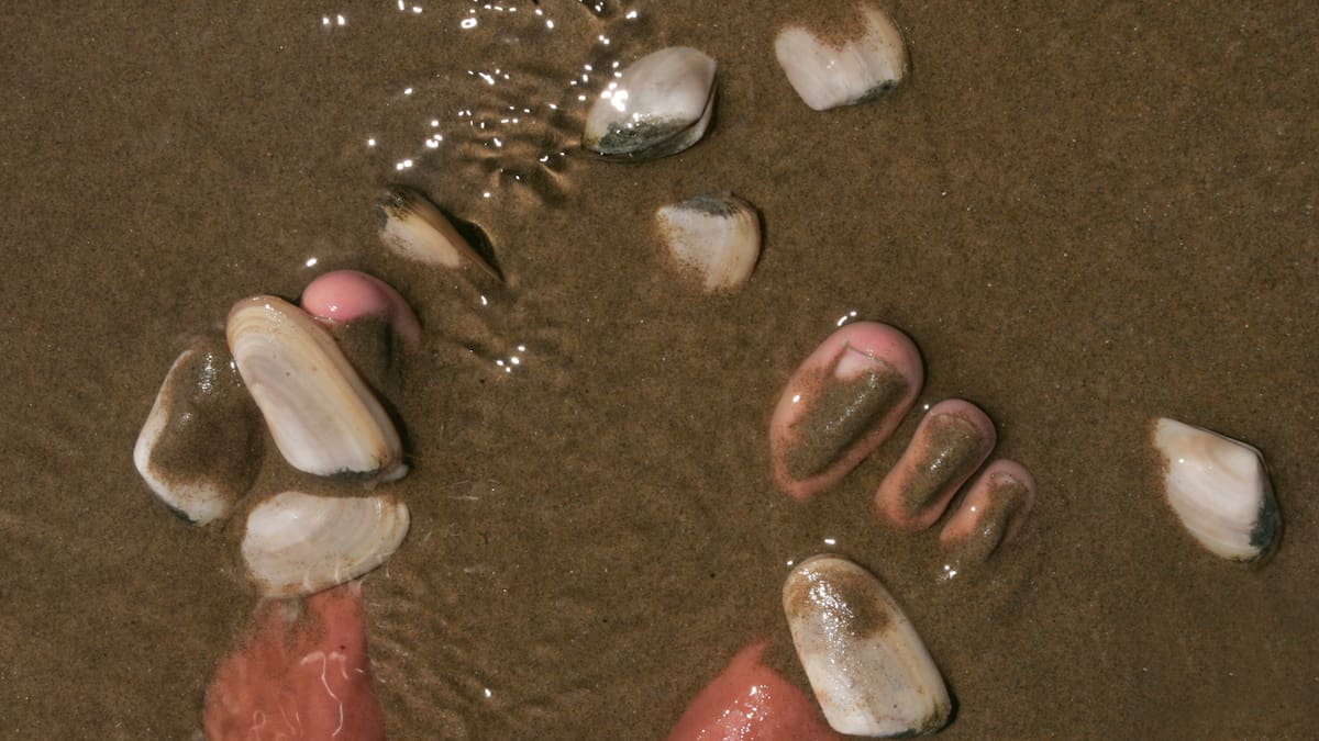 Northland illegal toheroa and tuatua catches prompt fisheries warning