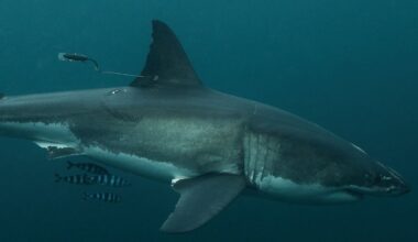 The Great White Project: ‘Shark Man’ Riley Elliott shares newest findings from tagging efforts