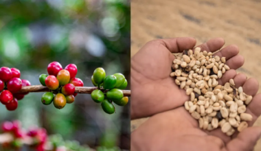 Why higher coffee prices don't always mean higher quality