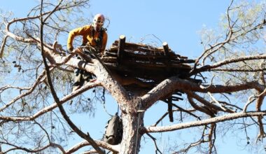 Black vultures flock to artificial nests in fire-ravaged Dadia Forest