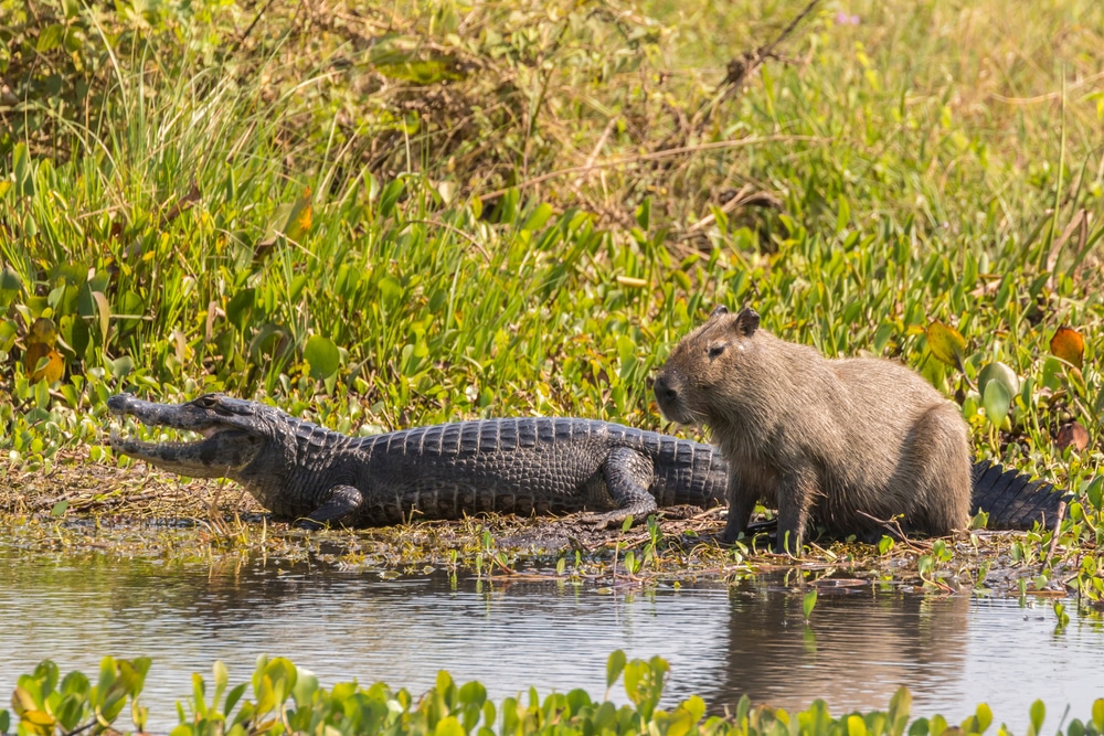 Brazil,,pantanal.,capybara,and,jacare,caiman,on,shoreline.