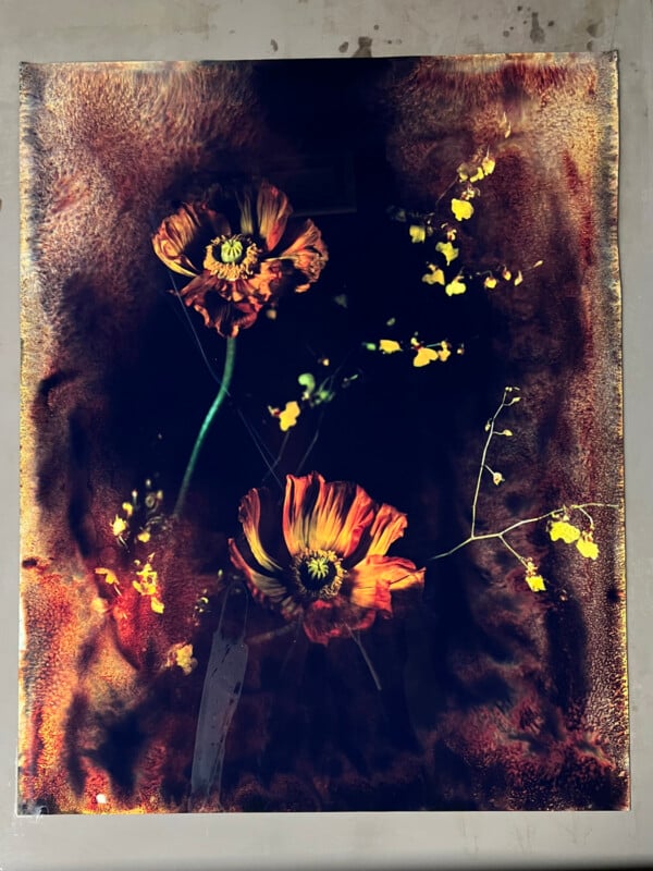 A moody, artistic photograph featuring two vibrant orange poppies and delicate yellow flowers against a dark, textured background with abstract, painterly patterns in earthy tones.