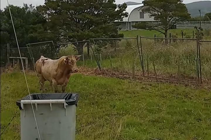 Watch: Bull breaks through fence during New Zealand rodeo