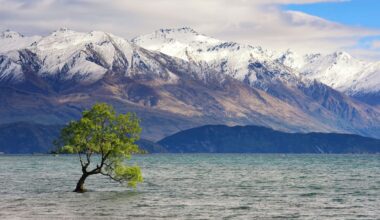 Wānaka freedom camping investigated after unauthorised New Year party