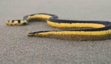Sea snake seen at Gisborne’s Wainui Beach