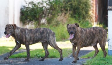 Northland woman pushes Government to act on roaming dog crisis petition