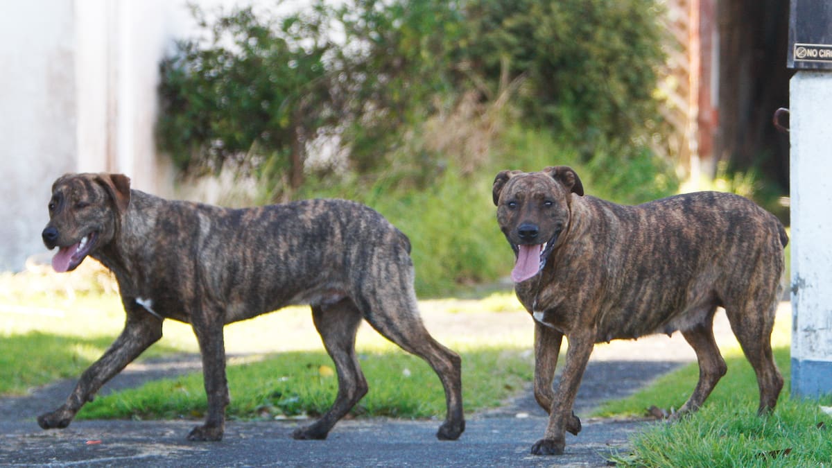 Northland woman pushes Government to act on roaming dog crisis petition
