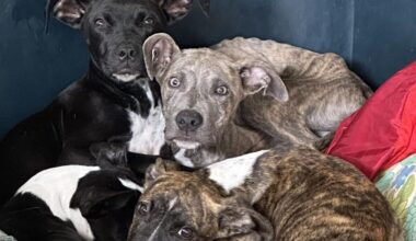 New council-SPCA dog vouchers announced, local lobby group question impact