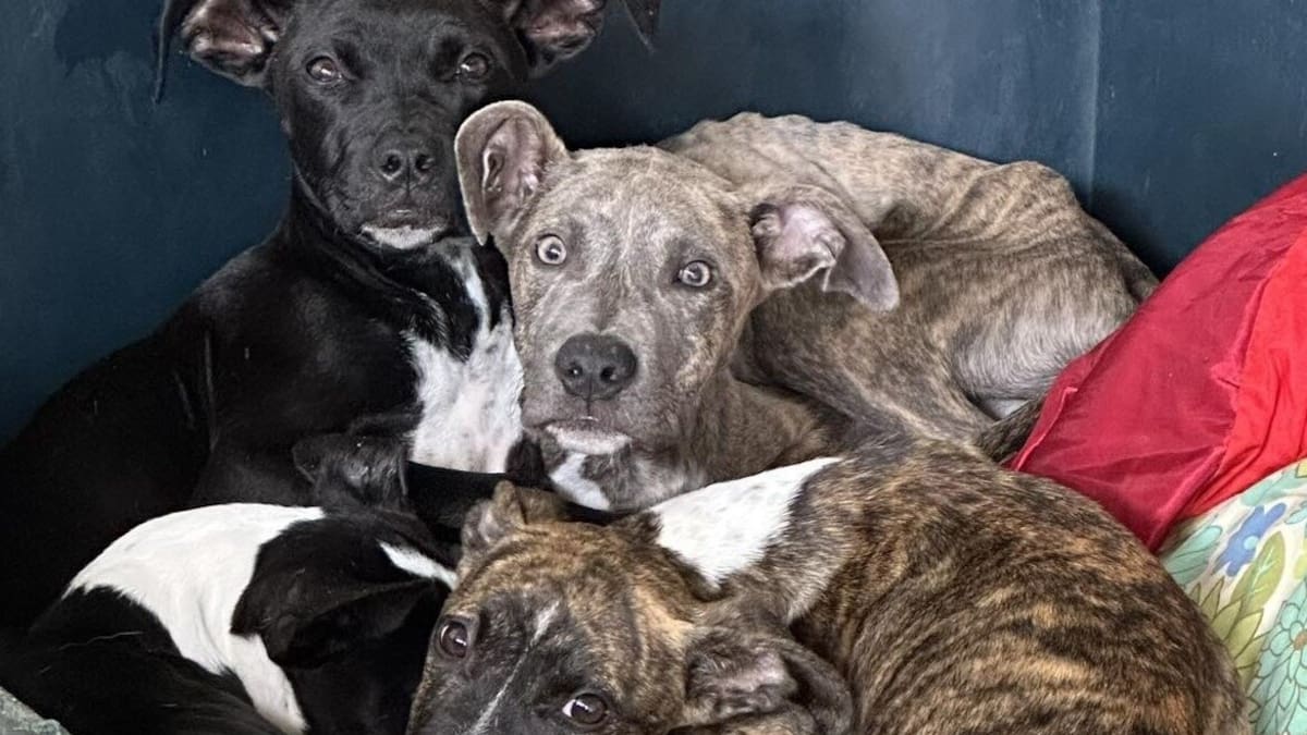 New council-SPCA dog vouchers announced, local lobby group question impact