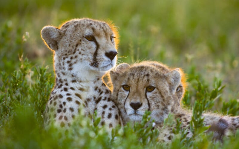 Two young cheetahs rest close together in tall green grass, their spotted fur and faces touching, with soft sunlight illuminating their surroundings.