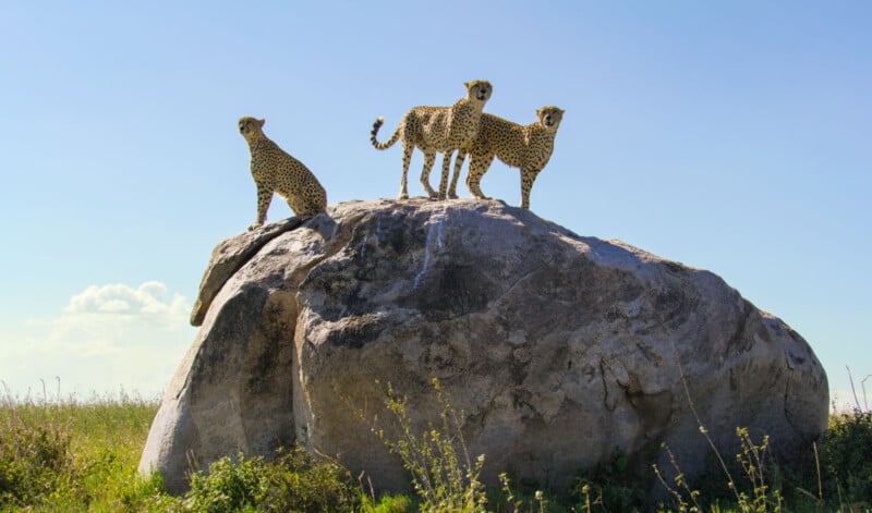 Three cheetahs stand on top of a large rock in a grassy field under a clear blue sky, with tall grass and wildflowers in the foreground.