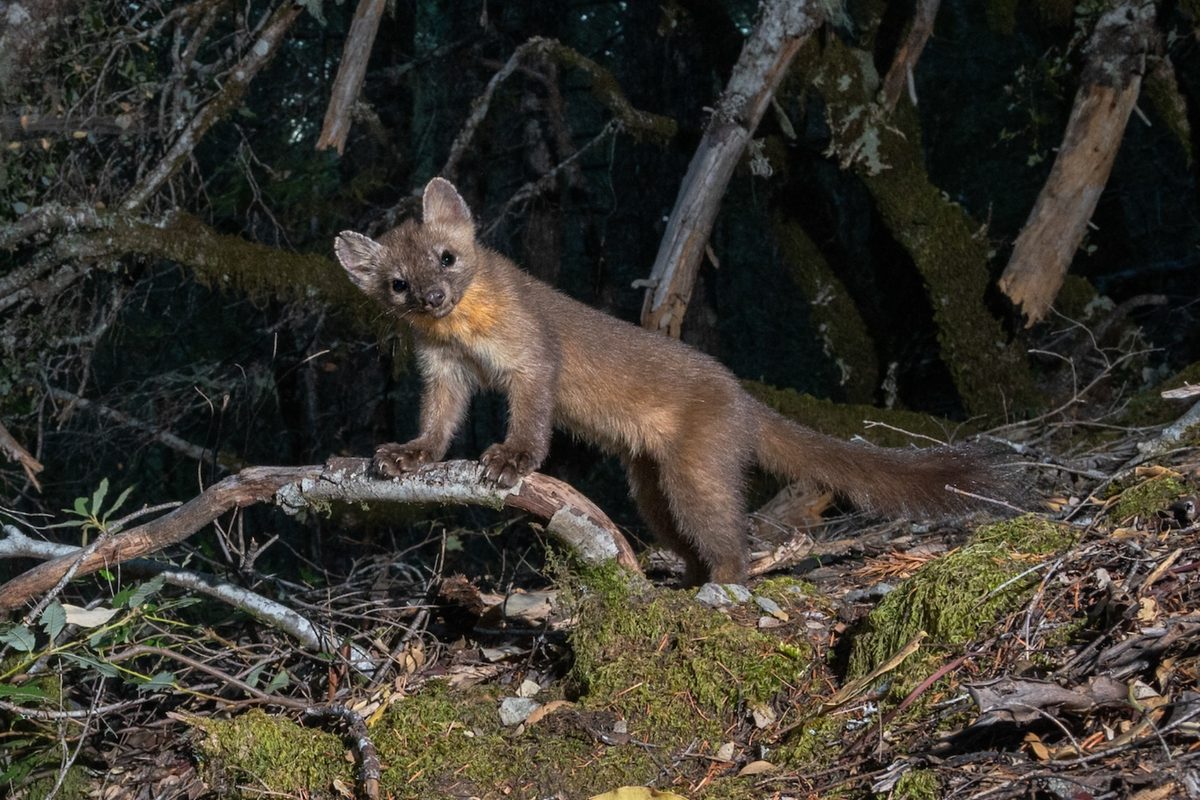 Coastal marten