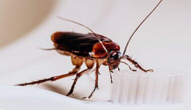 Cockroaches change choices when under stress