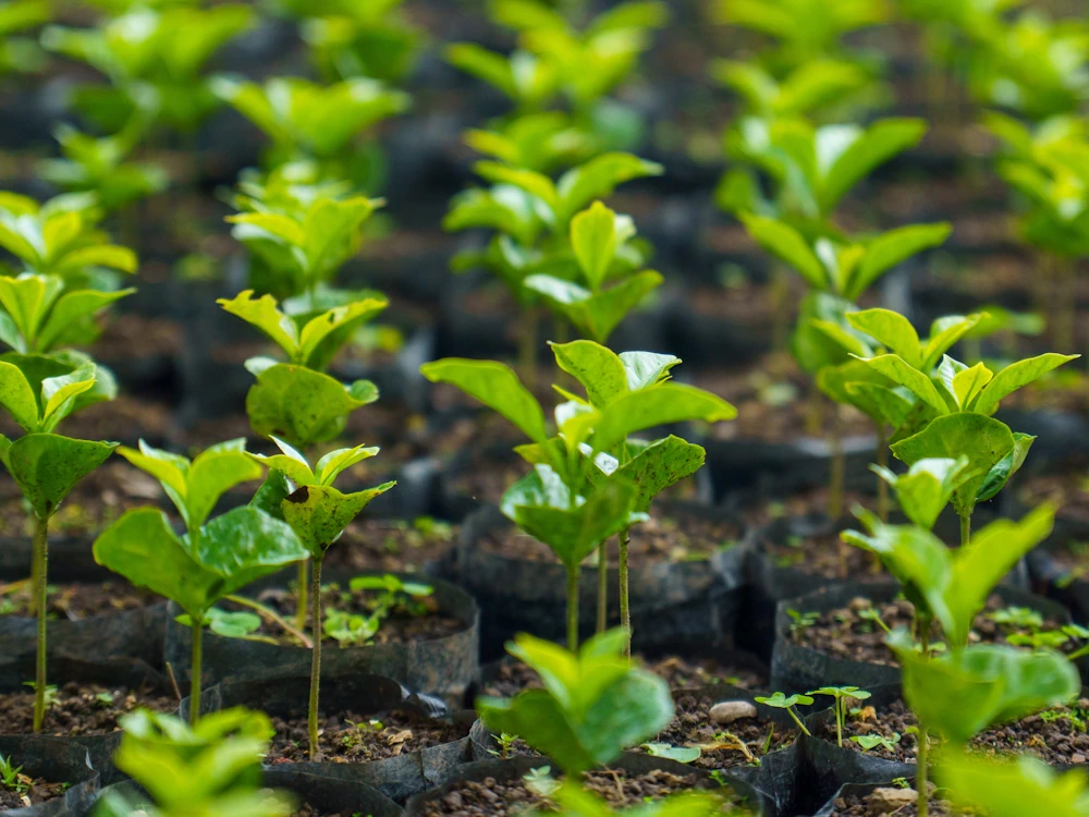 Coffee seedlings in a nursery at Prosperidad de Chirinos in Peru.