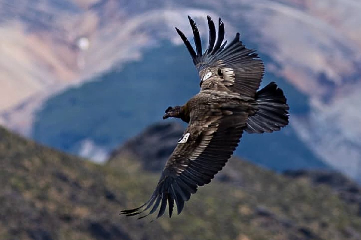 Condor release