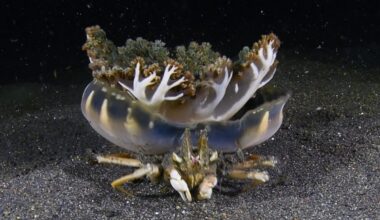 Crab and jellyfish