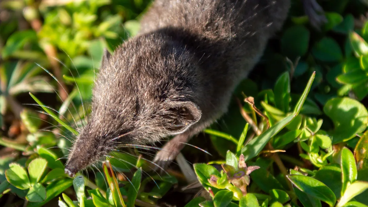 Crocidura stanleyi