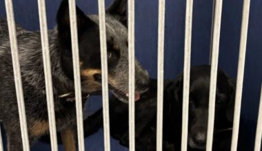 ‘Hero driver’ praised for aiding in return of missing dogs after vehicle theft