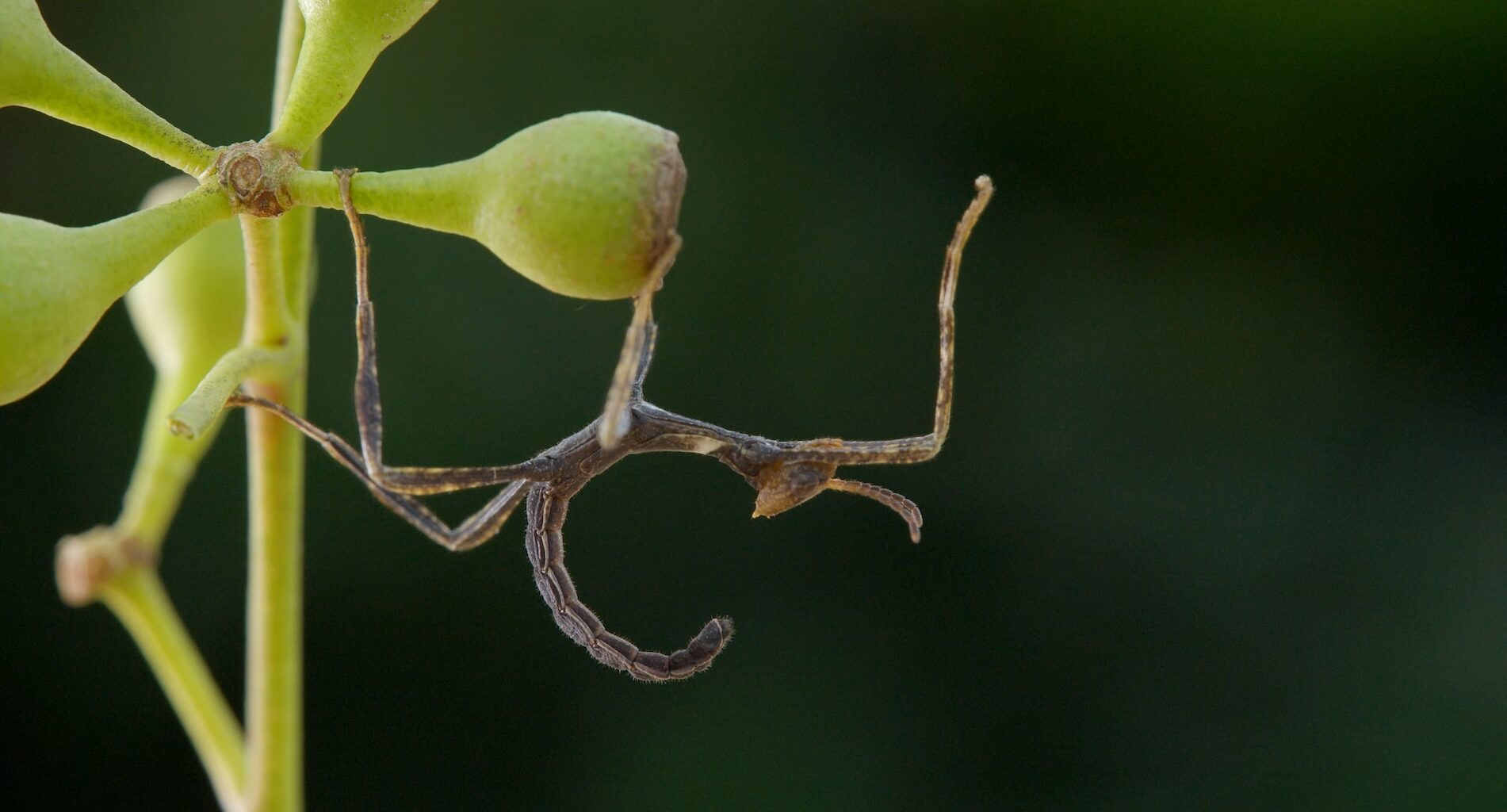 Hide! 4 Tiny Animals That Go Undercover in Style