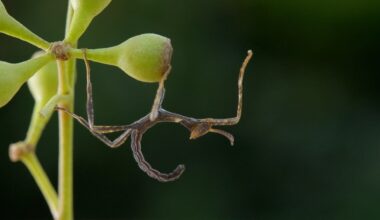 Hide! 4 Tiny Animals That Go Undercover in Style