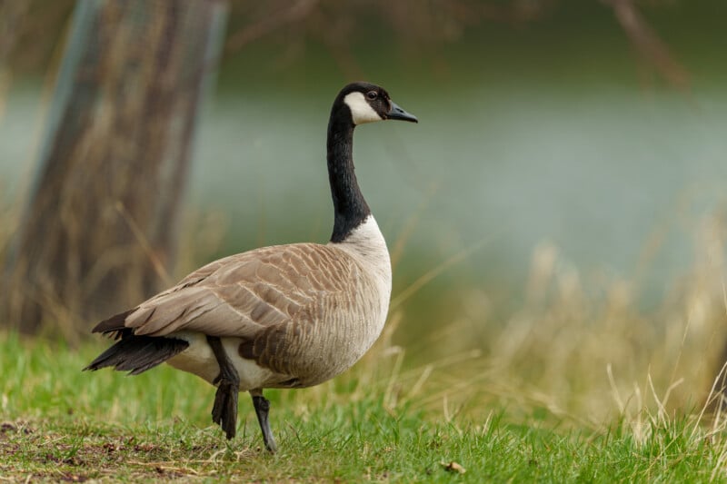A Canada goose stands on green grass near water, with a blurred background of trees and reeds. The goose has a black head and neck, white cheeks, and brown body feathers.